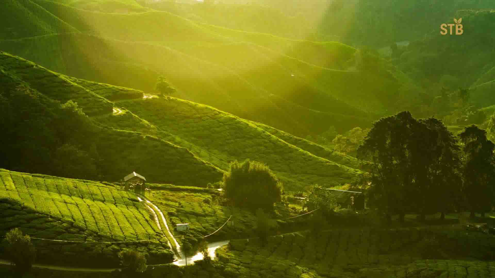 Bangladesh Organic Tea