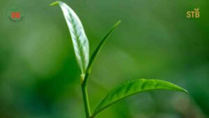 Bangladesh Tea Board