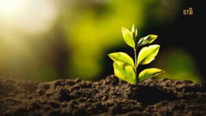 Sustainable Tea Farming Bangladesh