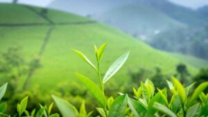 Tea of bangladesh
