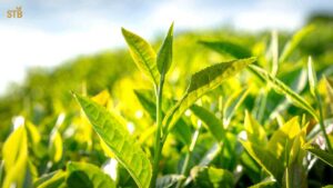 sreemangal tea garden